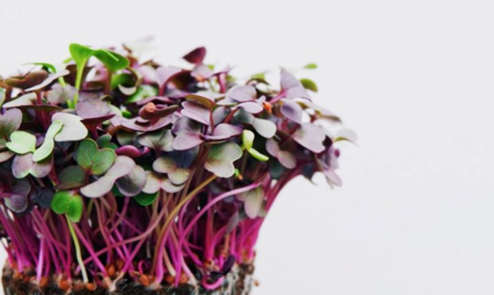 Fragrances Chemicals